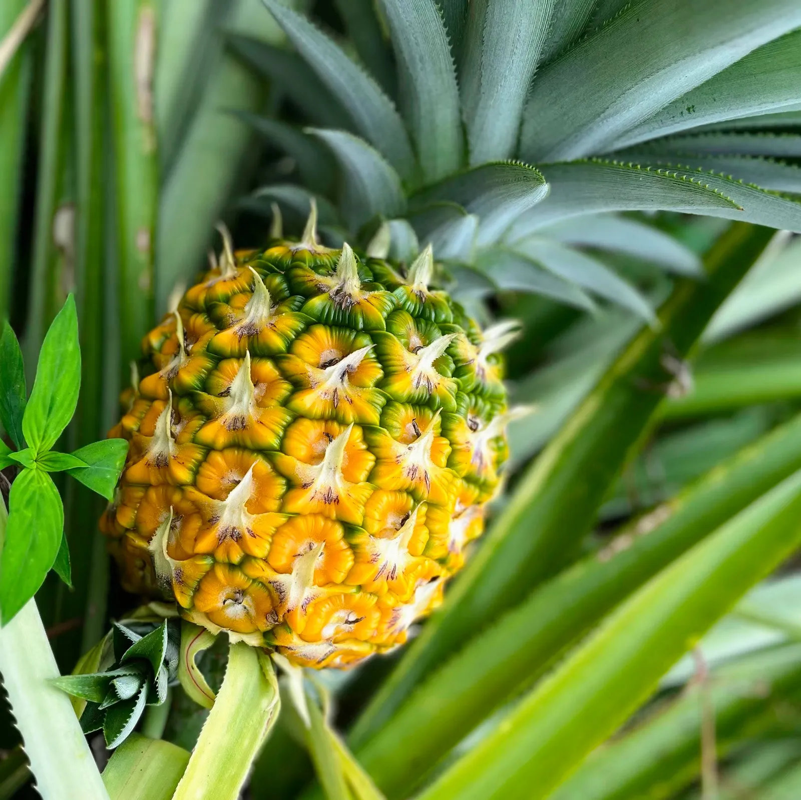Ananas Ekstraktı